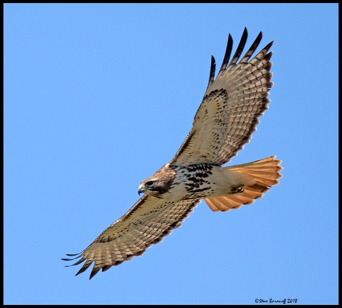 _8SB0676 red-tailed hawk.jpg